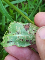 Puccinia dioicae silvatica