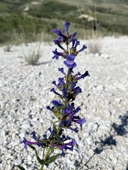 Penstemon humilis