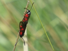 Zygaena cynarae