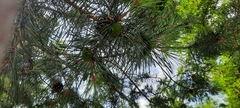 Pinus