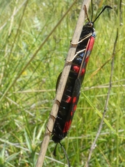 Zygaena cynarae