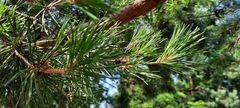 Pinus