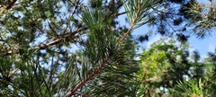Pinus