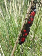 Zygaena cynarae
