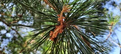 Pinus