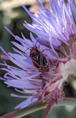 Strongylocoris obscurus