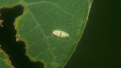 Naratettix koreanus