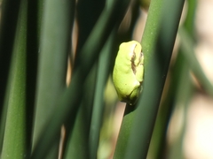 Hyla intermedia perrini
