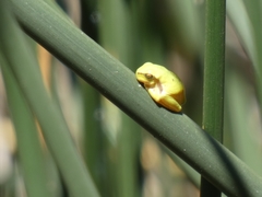 Hyla intermedia perrini