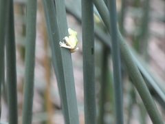 Hyla intermedia perrini