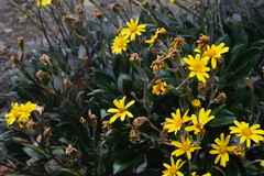 Robinsonecio gerberifolius