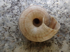 Oreohelix strigosa