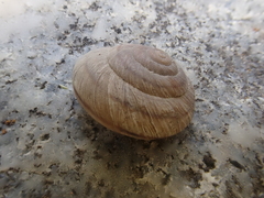 Oreohelix strigosa