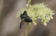 Andrena agilissima