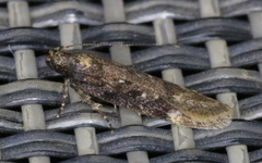 Chionodes thoraceochrella