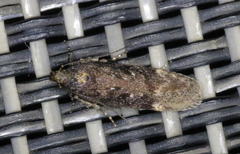 Chionodes thoraceochrella