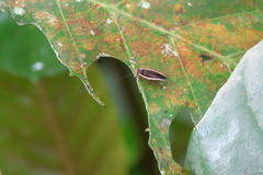 Pseudophyllodromia laticeps