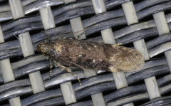 Chionodes thoraceochrella