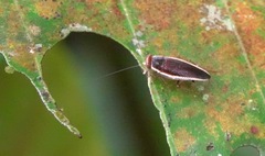 Pseudophyllodromia laticeps