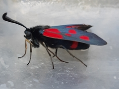 Zygaena cynarae