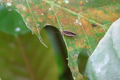Pseudophyllodromia laticeps