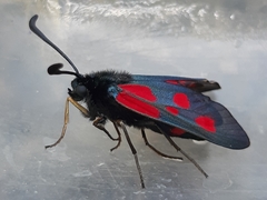 Zygaena cynarae