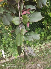 Corylus maxima