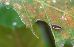 Pseudophyllodromia laticeps