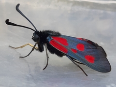 Zygaena cynarae