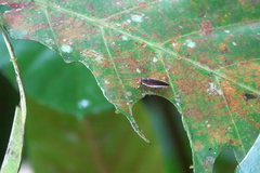 Pseudophyllodromia laticeps