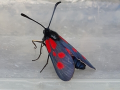 Zygaena cynarae