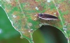 Pseudophyllodromia laticeps