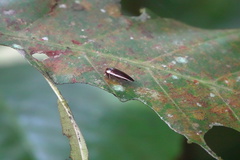 Pseudophyllodromia laticeps