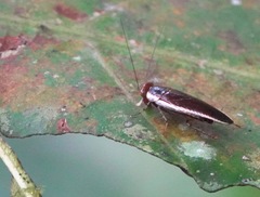 Pseudophyllodromia laticeps