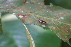 Pseudophyllodromia laticeps