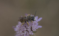 Trachusa