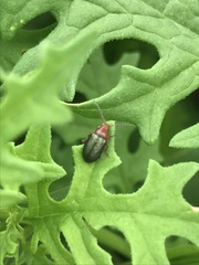 Phrynocepha