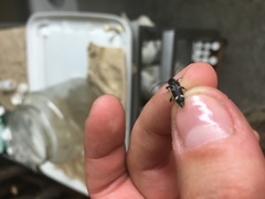 Phymatodes obliquus