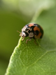 Adalia decempunctata