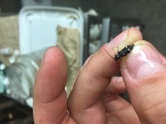Phymatodes obliquus