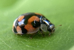 Adalia decempunctata