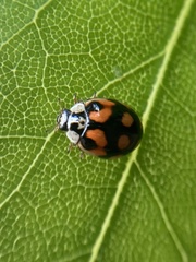 Adalia decempunctata