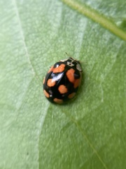 Adalia decempunctata
