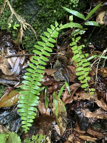 Asplenium platyneuron image