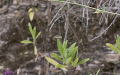 Anthidium loti