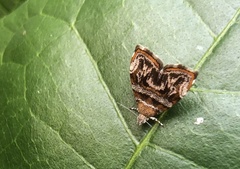 Choreutis orthogona