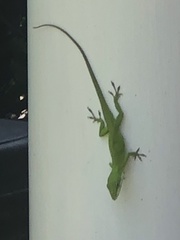 Anolis carolinensis