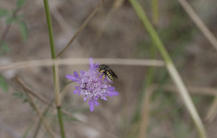 Trachusa