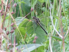 Gomphurus fraternus