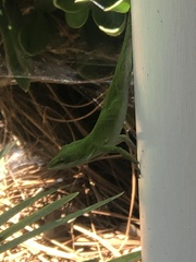 Anolis carolinensis